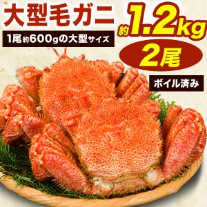 期間限定SALE中 2尾約1.2kg 大型ボイル毛ガニ ロシア産 毛蟹 毛ガニ けがに ボイル済み ボイル毛ガニ かに茹で済 かにみそ カニみそ 送料無料