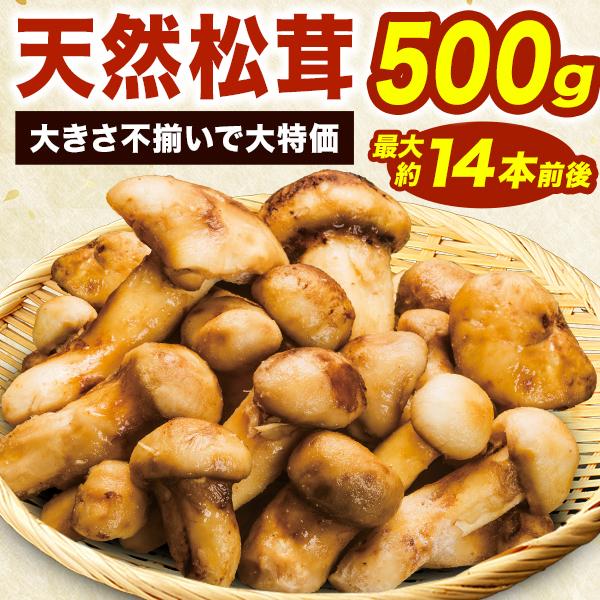 500g約8~14本前後 天然松茸(大きさ不揃い) まつたけ マツタケ 松茸 天然松茸 きのこ キノ...