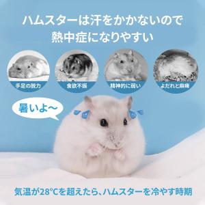 爆買 ハムスター ハウス サマーハウス 涼しい...の詳細画像3