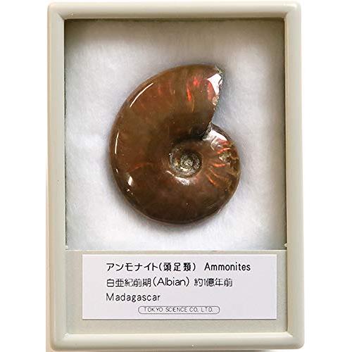 SCIENCE アンモナイト・レッドの化石（Ammonites／頭足類／Madagascar）約40...