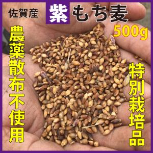 もち麦 送料無 国産 無農薬 500g 栄養価最...の商品画像