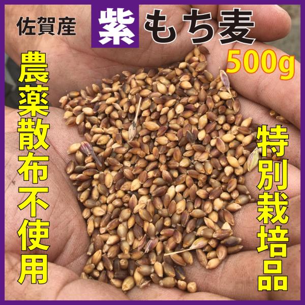 もち麦 送料無 国産 無農薬 500g 栄養価最高峰 殻付き紫もち麦品種 特別栽培品