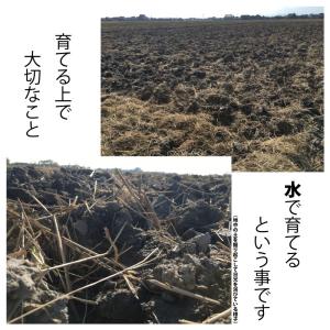 雑穀米 送料無 もち麦 パック 国産 モチモチ...の詳細画像4
