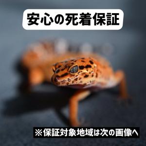 コオロギ 5mm-10mm 100匹 Sサイズ...の詳細画像2
