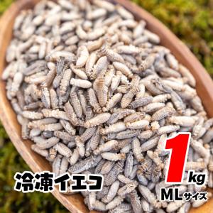 冷凍コオロギ 1kg 約3300匹 1.5-2cm コオロギ ヨーロッパイエコオロギ レオパの餌 爬虫類・両生類・肉食魚用 GokiBank ゴキバンク｜gokibank