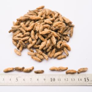 冷凍コオロギ 100g 約330匹 1.5-2...の詳細画像1
