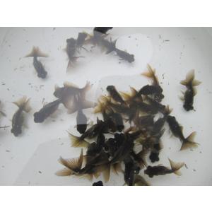 倉庫生体  蝶尾　当歳魚  約4~6センチ （1匹）チョウビ/金魚/琉金/きんぎょ/国産金魚