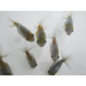 倉庫生体  オランダショートテール　当歳魚  約4~5センチ