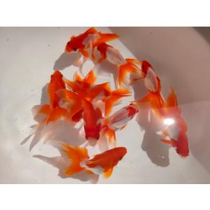 生体 飯田産 更紗琉金 弐歳魚 約7〜8センチ（1匹）オランダ/金魚/ローズテール/棚田産/きんぎょ...