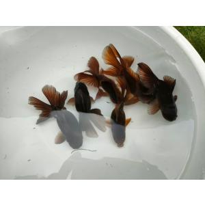 生体 黒オランダローズテール 約8〜10センチ（1匹）オランダ/金魚/ローズテール/ブラックオランダ...