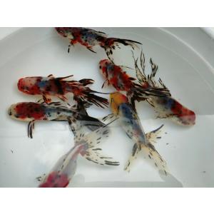 生体 飯田産 東錦 弐歳魚 約9センチ（1匹）金魚/オランダ/棚田産/きんぎょ/国産金魚【金魚小屋-...