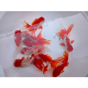 生体 飯田産 更紗オランダ獅子頭 約9センチ（1匹）オランダ/金魚/ローズテール/棚田産/きんぎょ/...