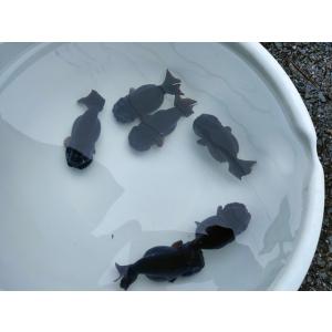 生体 中国産黒らんちゅう 8〜9センチ（1匹）ランチュウ/江戸錦/変わりらんちゅう/金魚/きんぎょ/...