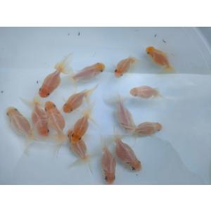 生体 弥富産白浜錦 6〜7センチ(1匹)高頭パー...の商品画像