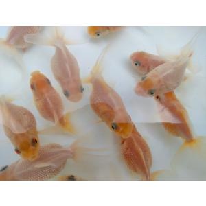 生体 弥富産白浜錦 6〜7センチ(1匹)高頭パ...の詳細画像2