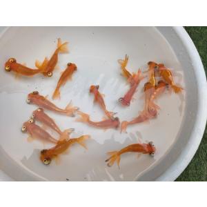 生体 弥富産 頂天眼 約9センチ（1匹）水泡眼/出目金/琉金/金魚/きんぎょ/国産金魚【金魚小屋-希...