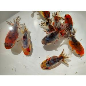 生体 加藤産江戸錦 約7センチ（1匹）ランチュウ/変わりらんちゅう/江戸錦/金魚/きんぎょ/国産金魚...