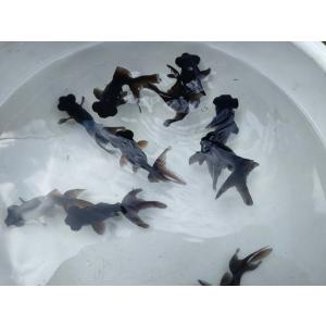 生体 黒出目金 二歳魚 約7〜8センチ（1匹）和金/東錦/蝶尾/琉金/金魚/きんぎょ/国産金魚【金魚...