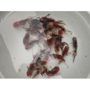生体 飯田産 東錦 二歳魚 約7〜8センチ（1匹）オランダ獅子頭/琉金/丹頂/棚田産/金魚/きんぎょ...