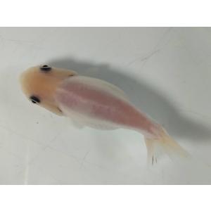 生体 変わりらんちゅうH 当歳魚 約7センチセンチ（1匹）ランチュウ/江戸錦/桜錦/キャリコらんちゅ...