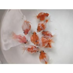 生体 浜松産更紗ピンポンパール 当歳魚 約6センチ（1匹）提灯パール/浜錦/高頭パール/金魚/きんぎ...