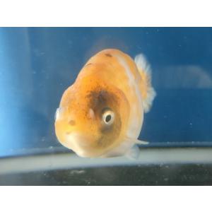 生体 変わりらんちゅうP 当歳魚 約7センチセンチ（1匹）ランチュウ/江戸錦/桜錦/キャリコらんちゅ...