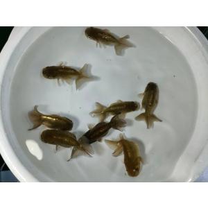 生体 深見産黒らんちゅう 当歳魚 約7センチセンチ（1匹）ランチュウ/江戸錦/桜錦/キャリコらんちゅ...