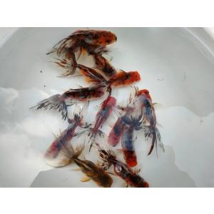 生体 鈴木系東錦 約9〜10センチ（1匹）オランダ/琉金/ローズテール/金魚/きんぎょ/国産金魚【金...