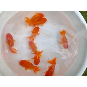 生体 加藤産らんちゅう 約7〜8センチ（1匹）江戸錦/桜錦/変わりらんちゅう/金魚/きんぎょ/国産金...