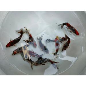 生体 木下産キャリコ和金 約8〜9センチ（1匹）琉金/コメット/朱文金/金魚/きんぎょ/国産金魚【金...