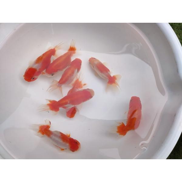 生体 なおちん産桜錦 約8〜9センチ（1匹）らんちゅう/江戸錦/津軽錦/金魚/きんぎょ/国産金魚【金...