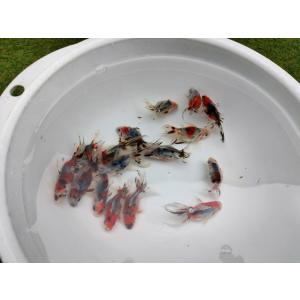 生体 弥富産キャリコ琉金 約6センチ（1匹）和金/出目金/オランダ/東錦/金魚/きんぎょ/国産金魚【...