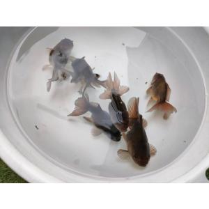 生体 黒オランダハーフムーン 約7〜8センチ（1匹）ローズテール/オランダ獅子頭/琉金/東錦/金魚/...