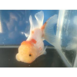 生体 伊勢桜東錦(a) 約13センチ（1匹）オランダ/琉金/ローズテール/金魚/きんぎょ/国産金魚【...