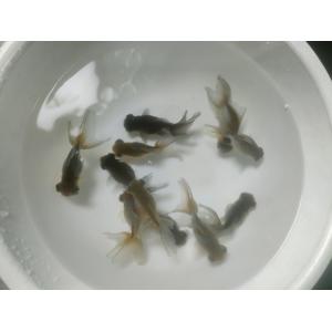 生体 穂竜 約7〜8センチ（1匹）変わり竜/ピンポンパール/高頭パール/金魚/きんぎょ/国産金魚【金魚小屋-希-福岡】