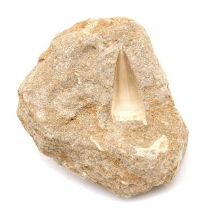 モササウルス 化石 牙 歯 骨 本物 モロッコ産 母岩付き 219g 1点もの 標本 海棲爬虫類 後期白亜紀 約7,000万年前 恐竜 風水 グッズ 占い