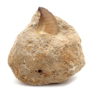 モササウルス 化石 牙 歯 骨 本物 モロッコ産 母岩付き 235g 1点もの 標本 海棲爬虫類 後期白亜紀 約7,000万年前 恐竜 風水 グッズ 占い