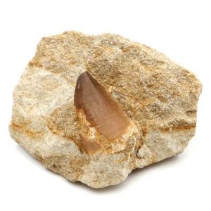 モササウルス 化石 牙 歯 骨 本物 モロッコ産 母岩付き 275g 1点もの 標本 海棲爬虫類 後期白亜紀 約7,000万年前 恐竜 風水 グッズ 占い