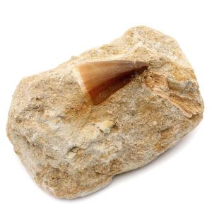 モササウルス 化石 牙 歯 骨 本物 モロッコ産 母岩付き 206g 1点もの 標本 海棲爬虫類 後期白亜紀 約7,000万年前 恐竜 風水 グッズ 占い