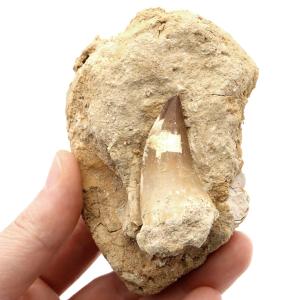 モササウルス 化石 牙 歯 骨 本物 モロッコ産 母岩付き 198g 1点もの 標本 海棲爬虫類 後期白亜紀 約7,000万年前 恐竜 風水 グッズ 占い