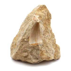 モササウルス 化石 牙 歯 骨 本物 モロッコ産 母岩付き 189g 1点もの 標本 海棲爬虫類 後期白亜紀 約7,000万年前 恐竜 風水 グッズ 占い