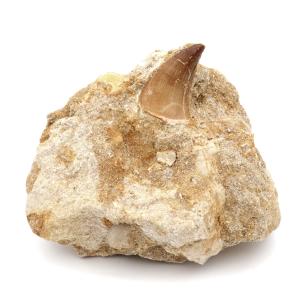 モササウルス 化石 牙 歯 骨 本物 モロッコ産 母岩付き 212g 1点もの 標本 海棲爬虫類 後期白亜紀 約7,000万年前 恐竜 風水 グッズ 占い