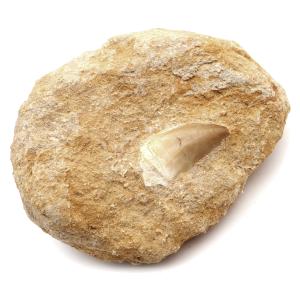 モササウルス 化石 牙 歯 骨 本物 モロッコ産 母岩付き 298g 1点もの 標本 海棲爬虫類 後期白亜紀 約7,000万年前 恐竜 風水 グッズ 占い