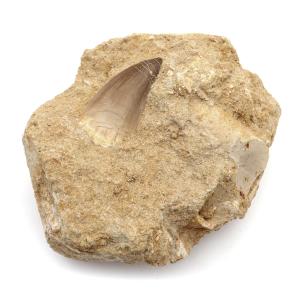 モササウルス 化石 牙 歯 骨 本物 モロッコ産 母岩付き 372g 1点もの 標本 海棲爬虫類 後期白亜紀 約7,000万年前 恐竜 風水 グッズ 占い