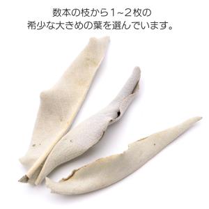 ホワイトセージ 枝無し 選別済み 無農薬 オー...の詳細画像4