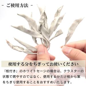 ホワイトセージ 枝付き 選別済み 無農薬 オー...の詳細画像5