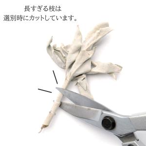 ホワイトセージ 枝付き 選別済み 無農薬 オー...の詳細画像4