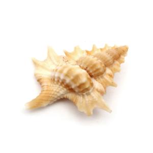 クモガイ 天然貝 サイズおまかせ 3個組 約10〜11×5.5×高さ3.5cm 貝