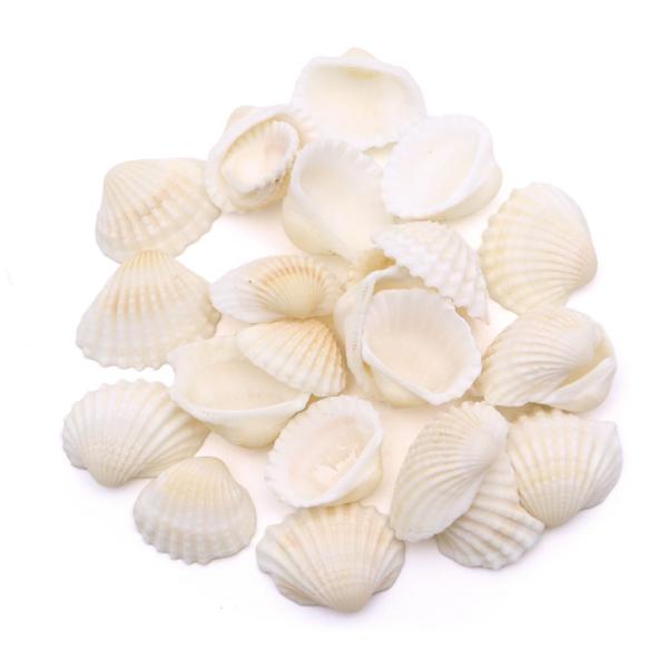 貝殻 パーツ レジン ハイガイ 30g Sサイズ 1-2cm前後 二枚貝 灰貝 シェル 材料 おうち...