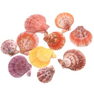 貝殻の装飾品　ヒオウギ貝 760gおまとめセット 貝殻の装飾品 ヒオウギ貝 760gおまとめセット 貝殻の装飾品 ヒオウギ貝